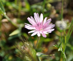 Bild Wildblume
